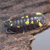 Merulanella “Mayalanka”